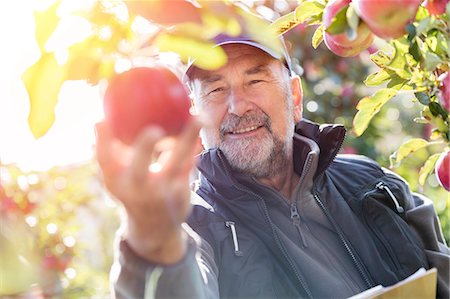 simsearch:649-05556007,k - Smiling male farmer harvesting apples in sunny orchard Stock Photo - Premium Royalty-Free, Code: 6113-08805822