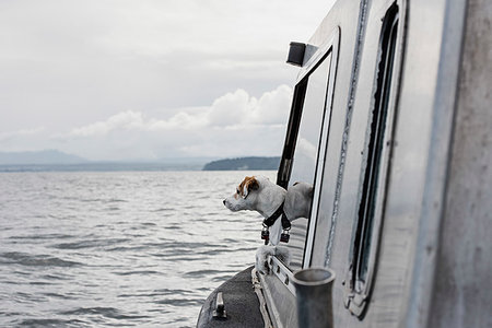 Cute dog looking out boat window onto river, Campbell River, British Columbia, Canada Stock Photo - Premium Royalty-Free, Code: 6113-09240138