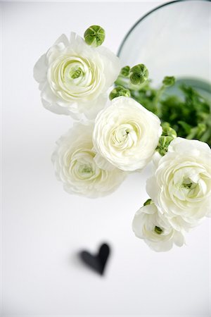 simsearch:6115-06778498,k - White Flowers in Flower Vase, Munich, Bavaria, Germany, Europe Stock Photo - Premium Royalty-Free, Code: 6115-06778490