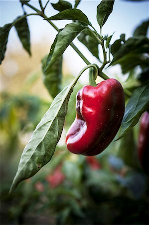 simsearch:6115-06732928,k - Red Chilli Peppers, Croatia, Slavonia, Europe Stock Photo - Premium Royalty-Free, Code: 6115-06778683