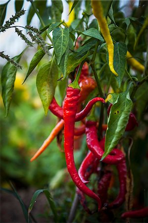Red Chilli Peppers, Croatia, Slavonia, Europe Photographie de stock - Premium Libres de Droits, Code: 6115-06778682