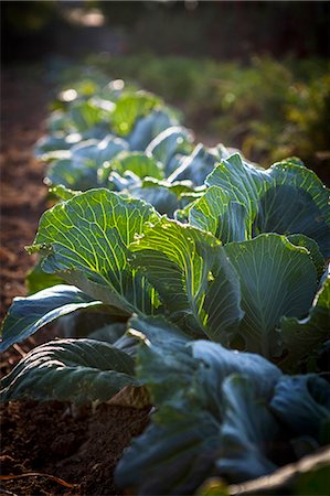 simsearch:6115-06732928,k - Cabbage Growing In Field, Croatia, Slavonia, Europe Stock Photo - Premium Royalty-Free, Code: 6115-06778684