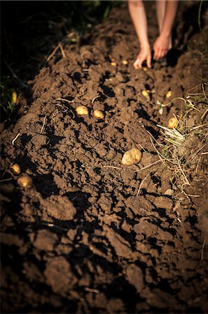 potato farm - Potato Harvest, Croatia, Slavonia, Europe Stock Photo - Premium Royalty-Free, Code: 6115-06778691