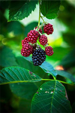 simsearch:6115-06732928,k - Fresh Raspberries In The Garden, Croatia, Slovania, Europe Stock Photo - Premium Royalty-Free, Code: 6115-06778694