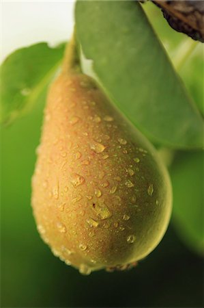 single fruits tree - Fresh Pear On Tree, Baranja, Croatia, Europe Photographie de stock - Premium Libres de Droits, Code: 6115-06778987