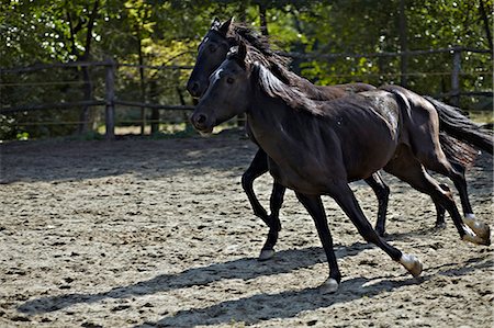 dusty environment - Horses In Paddock, Baranja, Croatia, Europe Stock Photo - Premium Royalty-Free, Code: 6115-06733041