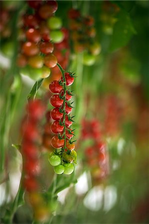 simsearch:6115-06732928,k - Tomatoes In Greenhouse, Croatia, Slavonia, Europe Stock Photo - Premium Royalty-Free, Code: 6115-06967183