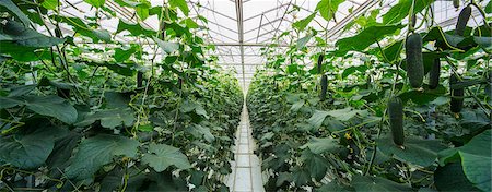 simsearch:6115-06732928,k - Plants In Greenhouse, Croatia, Slavonia, Europe Stock Photo - Premium Royalty-Free, Code: 6115-06967187