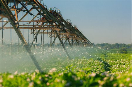 Irrigation Sprinkler System In Field, Croatia, Slovania, Europe Stock Photo - Premium Royalty-Free, Code: 6115-06967240