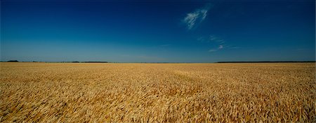 Wheat Field, Croatia, Slavonia, Europe Foto de stock - Sin royalties Premium, Código: 6115-06967241