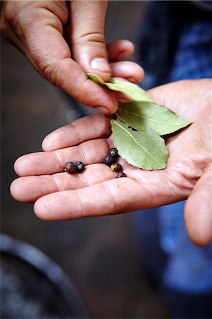 simsearch:6115-07282765,k - Person Holding Bay Leaves and Juniper Berries In Hands Stock Photo - Premium Royalty-Free, Code: 6115-07282753