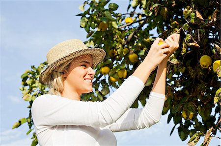 single fruits tree - Young woman picking lemons, Slavonia, Croatia Photographie de stock - Premium Libres de Droits, Code: 6115-07282912