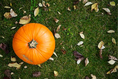 fall pumpkin - Pumpkin on lawn Stock Photo - Premium Royalty-Free, Code: 6115-08066273