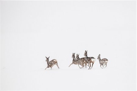 deer snow - Roe deer herd in flight Stock Photo - Premium Royalty-Free, Code: 6115-08149440