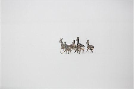 deer snow - Roe deer herd in snow Stock Photo - Premium Royalty-Free, Code: 6115-08149439