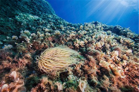 reefs - Close-up of Anemonia Sulcata Foto de stock - Sin royalties Premium, Código: 6115-08149523