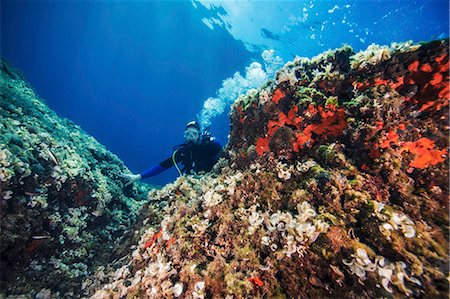 Scuba diver exploring sea life, Adriatic Sea, Dalmatia, Croatia Stock Photo - Premium Royalty-Free, Code: 6115-08149524