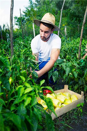 simsearch:6115-06732928,k - Young man harvesting bell pepper in vegetable garden Stock Photo - Premium Royalty-Free, Code: 6115-08100786