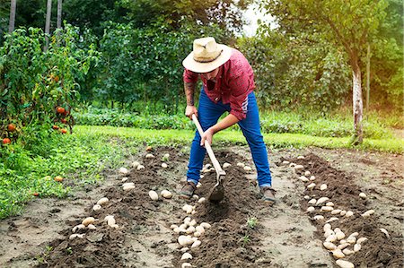 reap - Young man harvesting potatoes in vegetable garden Stock Photo - Premium Royalty-Free, Code: 6115-08100793