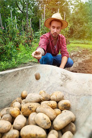simsearch:6115-06732928,k - Young man harvesting potatoes in vegetable garden Stock Photo - Premium Royalty-Free, Code: 6115-08100797