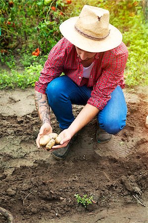 simsearch:6115-06732928,k - Young man harvesting potatoes in vegetable garden Stock Photo - Premium Royalty-Free, Code: 6115-08100798