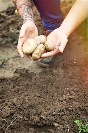simsearch:6115-06732928,k - Young man harvesting potatoes in vegetable garden Stock Photo - Premium Royalty-Free, Code: 6115-08100799
