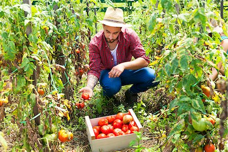 simsearch:6115-06732928,k - Young man harvesting tomatoes in vegetable garden Stock Photo - Premium Royalty-Free, Code: 6115-08100803