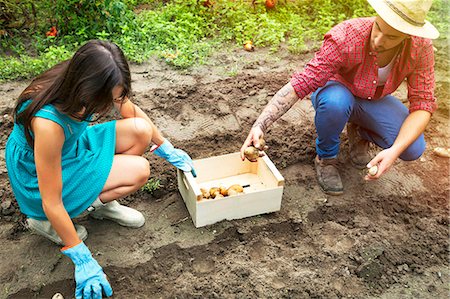 simsearch:6115-06732928,k - Young couple harvesting potatoes in vegetable garden Stock Photo - Premium Royalty-Free, Code: 6115-08100800
