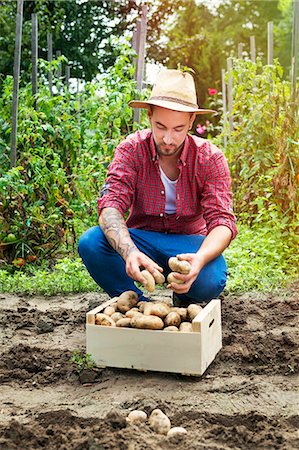 simsearch:6115-06732928,k - Young man harvesting potatoes in vegetable garden Stock Photo - Premium Royalty-Free, Code: 6115-08100802