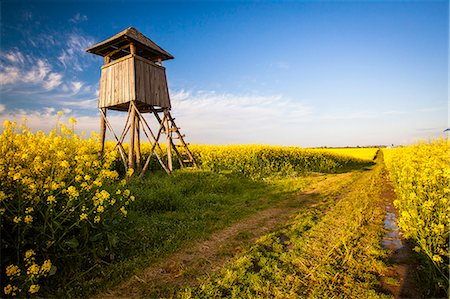 footpath not people - Raised hide in colza field, Tuscany, Italy Stock Photo - Premium Royalty-Free, Code: 6115-08101067