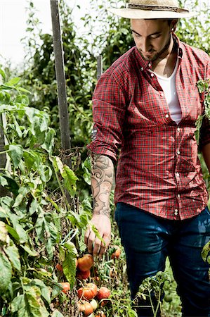 simsearch:6115-06732928,k - Young man harvesting tomatoes in vegetable garden Stock Photo - Premium Royalty-Free, Code: 6115-08101159