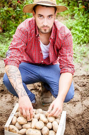 simsearch:6115-06732928,k - Young man harvesting potatoes in vegetable garden Stock Photo - Premium Royalty-Free, Code: 6115-08101176