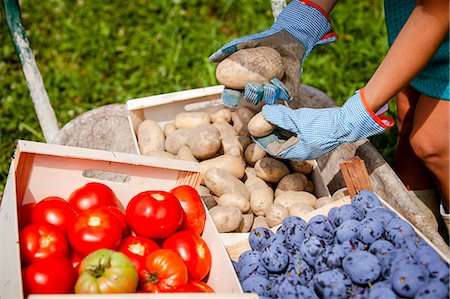 simsearch:6115-06732928,k - Harvesting tomatoes, plums and potatoes Stock Photo - Premium Royalty-Free, Code: 6115-08101181