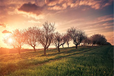 Cherry trees against sunset Photographie de stock - Premium Libres de Droits, Code: 6115-08105205