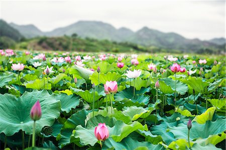 flowers in water - Close-up of pink lotus flowers on a lake in China, mountains in background Stock Photo - Premium Royalty-Free, Code: 6116-07236280