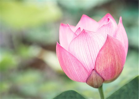 Close-up of pink lotus flower on a lake, China Stock Photo - Premium Royalty-Free, Code: 6116-07236281