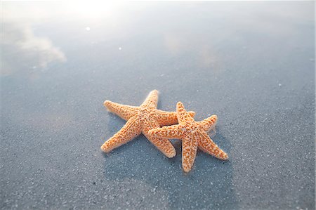 sea starfish pictures - Pair of starfish on the beach Stock Photo - Premium Royalty-Free, Code: 6116-08805956