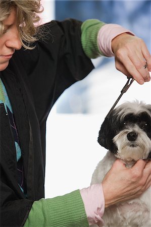 small shop interior - Dog having hair cut Stock Photo - Premium Royalty-Free, Code: 6116-08915333