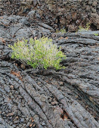 simsearch:6118-07353866,k - The Lava Fields Of The Craters Of The Moon National Monument And Preserve In Butte County Idaho. Sagebrush Plants Growing. Stock Photo - Premium Royalty-Free, Code: 6118-07122102