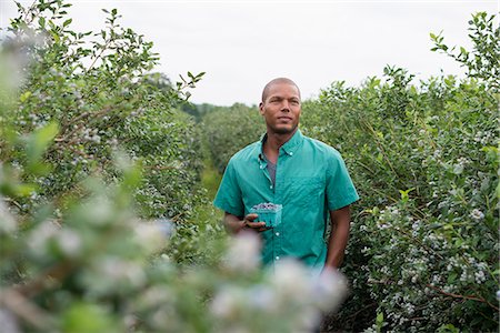 simsearch:6118-07203696,k - Organic fruit orchard. A man picking blueberries, Cyanococcus, fruit. Stock Photo - Premium Royalty-Free, Code: 6118-07203040
