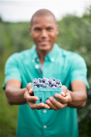 simsearch:6118-07441027,k - Organic fruit orchard. A man picking blueberries, Cyanococcus, fruit. Photographie de stock - Premium Libres de Droits, Code: 6118-07203046