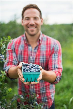 simsearch:6118-07441027,k - Organic fruit orchard. A man picking blueberries, Cyanococcus, fruit. Photographie de stock - Premium Libres de Droits, Code: 6118-07203048