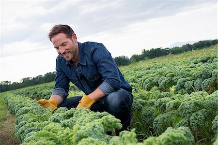 farming in usa - Rows of curly green vegetable plants growing on an organic farm. A man inspecting the crop. Stock Photo - Premium Royalty-Free, Code: 6118-07203057