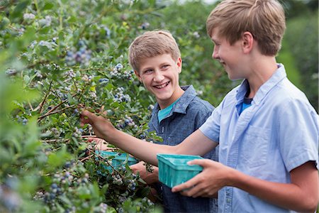 simsearch:6118-07441027,k - An organic fruit farm. Two boys picking the berry fruits from the bushes. Photographie de stock - Premium Libres de Droits, Code: 6118-07203081