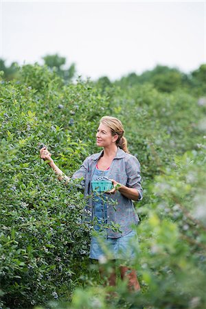 simsearch:6118-07441027,k - An organic fruit farm. A woman picking the berry fruits from the bushes. Photographie de stock - Premium Libres de Droits, Code: 6118-07203087