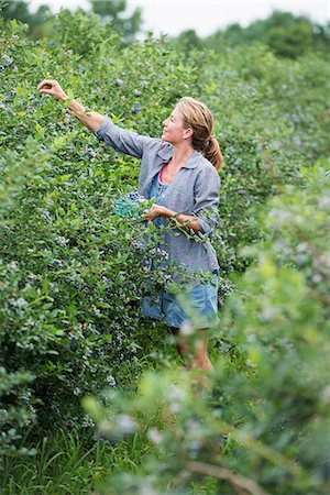 simsearch:6118-07441027,k - An organic fruit farm. A woman picking the berry fruits from the bushes. Photographie de stock - Premium Libres de Droits, Code: 6118-07203088