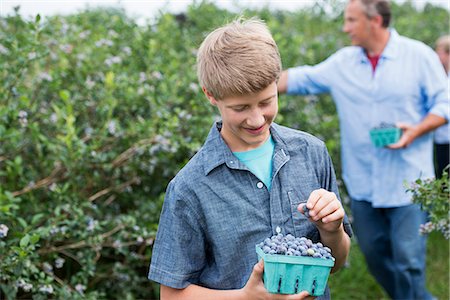 simsearch:6118-07441027,k - An organic fruit farm. A family picking the berry fruits from the bushes. Photographie de stock - Premium Libres de Droits, Code: 6118-07203092