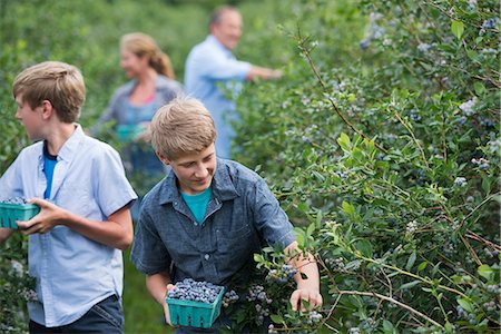 preteen boy - An organic fruit farm. A family picking the berry fruits from the bushes. Foto de stock - Sin royalties Premium, Código: 6118-07203094