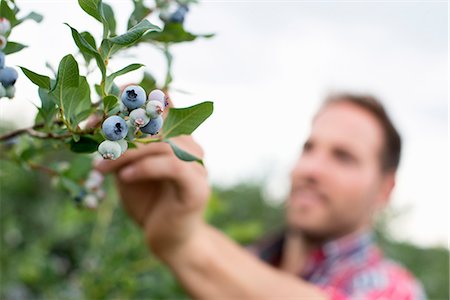 Organic fruit orchard. A man picking blueberries, Cyanococcus, fruit. Stock Photo - Premium Royalty-Free, Code: 6118-07203035