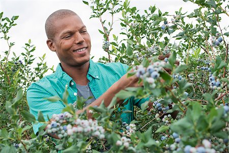 simsearch:6118-07441027,k - Organic fruit orchard. A man picking blueberries, Cyanococcus, fruit. Photographie de stock - Premium Libres de Droits, Code: 6118-07203036